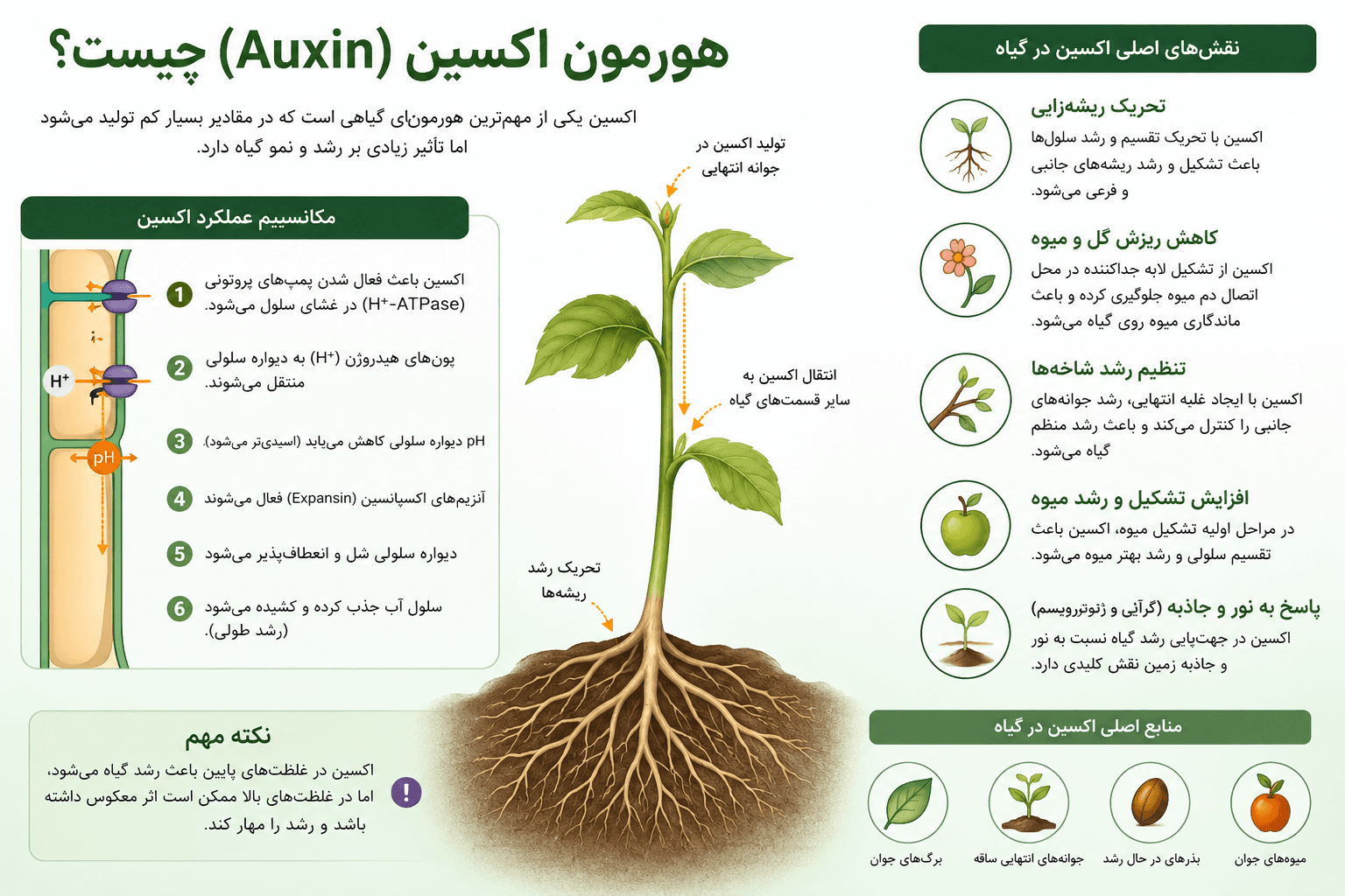 هر آنچه باید درباره هورمون اکسین و کاربرد آن در کشاورزی بدانید