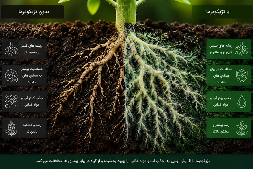 تریکودرما چیست؟ کاربرد، مزایا و تأثیر آن بر رشد و عملکرد محصولات زراعی و باغی