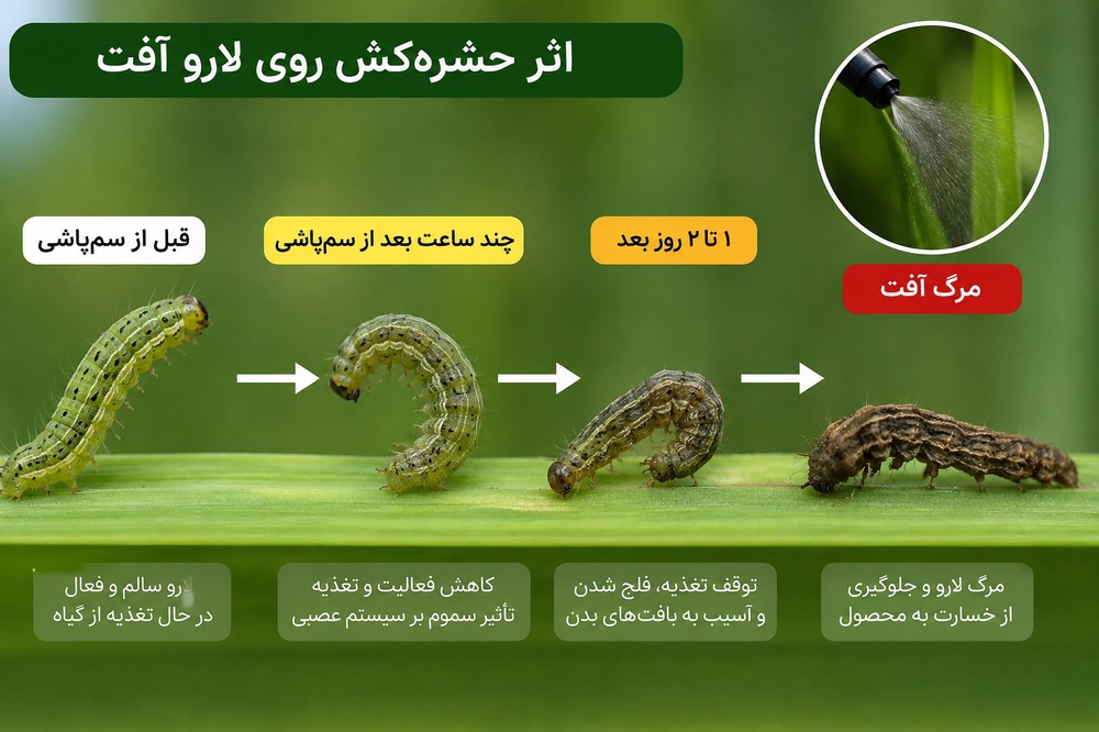 انواع سموم حشره‌کش چگونه آفات را از بین می‌برند؟