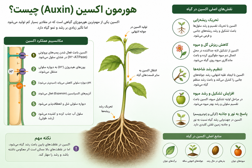 هر آنچه باید درباره هورمون اکسین و کاربرد آن در کشاورزی بدانید