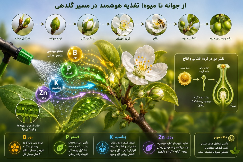 4 عنصر کلیدی برای گلدهی گیاه؛ از تشکیل گل تا تبدیل آن به میوه